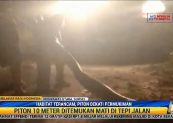 Bangkai Ular Piton 10 Meter Ditemukan di Perkebunan Sawit
