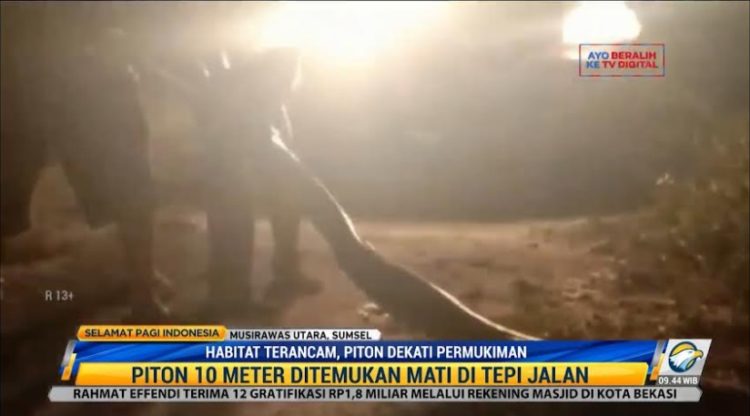 Bangkai Ular Piton 10 Meter Ditemukan di Perkebunan Sawit