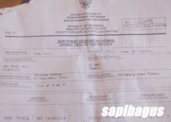 Ternak yang Masuk Bengkulu Harus Bersertifikat Sehat