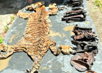 Dua Penjual Kulit Haimau Diamankan Polda Aceh