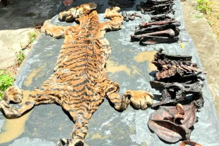 Dua Penjual Kulit Haimau Diamankan Polda Aceh