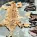 Dua Penjual Kulit Haimau Diamankan Polda Aceh