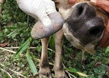 Aceh Timur Temukan 179 Sapi Diduga Terserang PMK