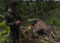 Gajah Hamil Tua Mati di Lahan HTI Riau