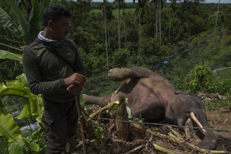 Gajah Hamil Tua Mati di Lahan HTI Riau