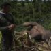 Gajah Hamil Tua Mati di Lahan HTI Riau