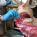 Warga Babel Diimbau Tak Konsumsi Jeroan dan Tulang Sapi Terjangkit PMK