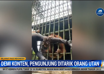 Demi Konten, Pengunjung Nyaris Digigt Orangutan
