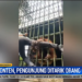 Demi Konten, Pengunjung Nyaris Digigt Orangutan
