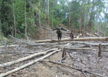 600 Hektare Habitat Gajah di Bengkulu Dirusak Perambah