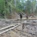 600 Hektare Habitat Gajah di Bengkulu Dirusak Perambah