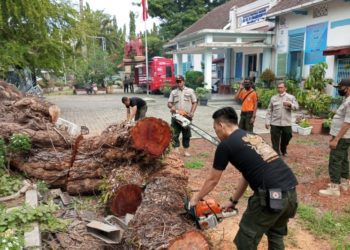 Angin Kencang Tumbangkan Pohon Setinggi 15 Meter di Padang