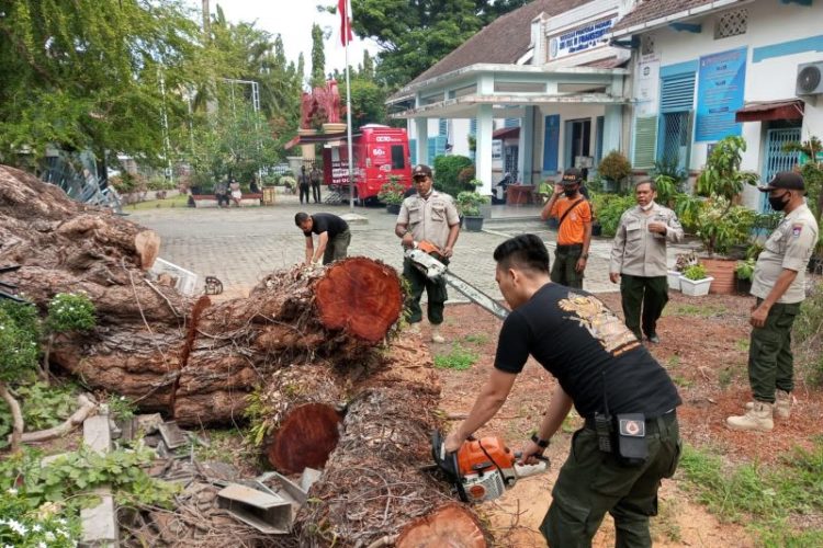 Angin Kencang Tumbangkan Pohon Setinggi 15 Meter di Padang