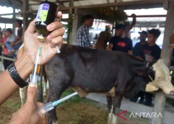 Sumsel Dapat 500 Ribu Dosis Vaksin PMK Usai Iduladha