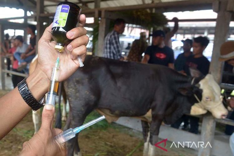 Sumsel Dapat 500 Ribu Dosis Vaksin PMK Usai Iduladha