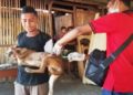 Gangguan Anjing Liar Marak di Mukomuko