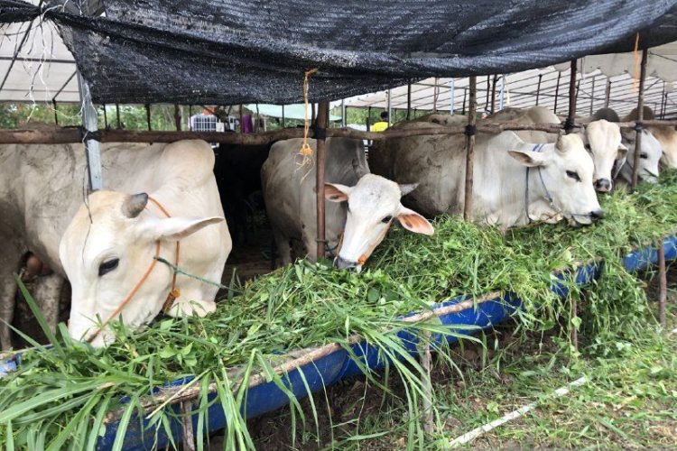 136 Hewan Kurban di Kepri dalam Pengawasan Satgas PMK
