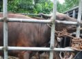 Pedagang Ternak di Riau  Diminta Semprotkan Desinfektan