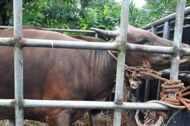 Pedagang Ternak di Riau  Diminta Semprotkan Desinfektan