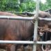 Pedagang Ternak di Riau  Diminta Semprotkan Desinfektan
