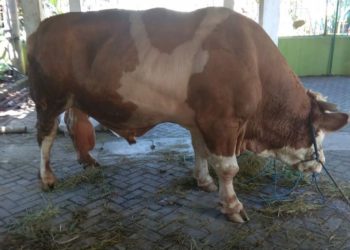 Bangka Selatan Dapat Sapi Kurban dari Jokowi