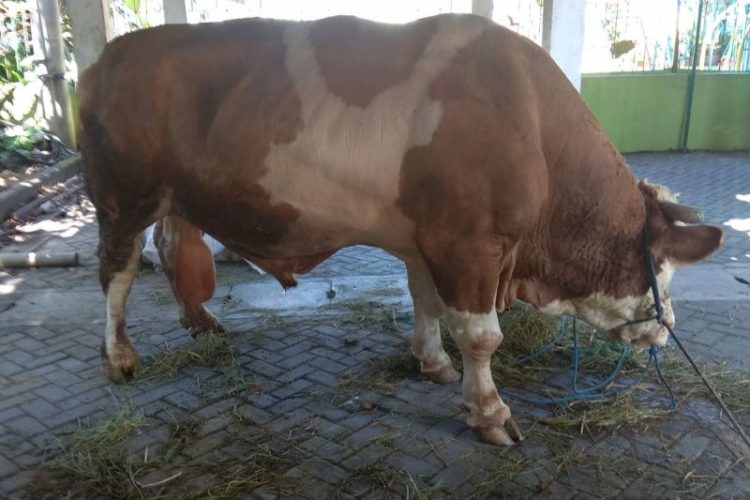 Bangka Selatan Dapat Sapi Kurban dari Jokowi