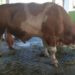 Bangka Selatan Dapat Sapi Kurban dari Jokowi
