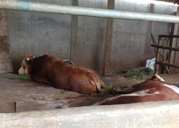 Presiden Jokowi Kurban Sapi Simmental 1 Ton di Palembang