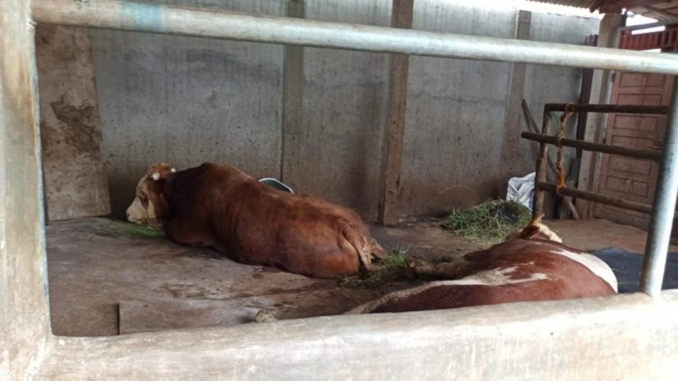 Presiden Jokowi Kurban Sapi Simmental 1 Ton di Palembang