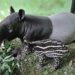 Tapir Bernama Kasih Lahirkan Erli di Taman Rimbo Jambi