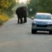 Gajah Liar Masuki Jalan Lintas Pertamina di Hulu Rokan Bengkalis