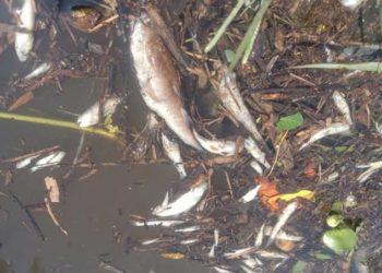 DHL Bengkulu Cek Kematian Ribuan Ikan di Sungai Penago