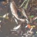 DHL Bengkulu Cek Kematian Ribuan Ikan di Sungai Penago