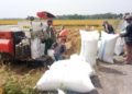 Bulog Sumut Maksimalkan Serapan Gabah ke Petani