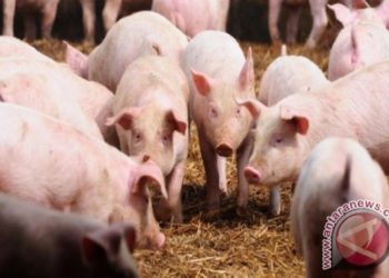 Sumut Perketat Pengawasan Lalu Lintas Hewan Ternak