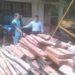 Polisi Tangkap Pembalak Hutan di Muarojambi Berikut Ratusan Batang Kayu