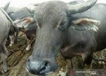 Puluhan Kerbau di Kampar Riau Mati Akibat Penyakit Ngorok