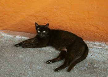 Pria Pemakan Kucing Bunting di Bengkulu Ditangkap