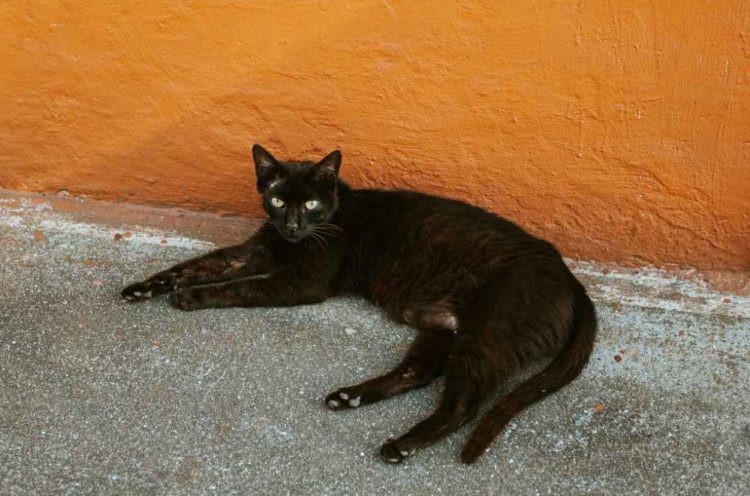 Pria Pemakan Kucing Bunting di Bengkulu Ditangkap