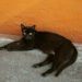 Pria Pemakan Kucing Bunting di Bengkulu Ditangkap
