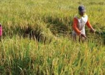 Bencana Mengancam, Kementan Ingatkan Petani Palembang Siapkan Mitigasi