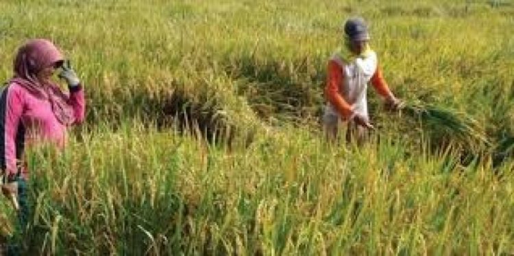 Bencana Mengancam, Kementan Ingatkan Petani Palembang Siapkan Mitigasi