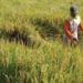 Bencana Mengancam, Kementan Ingatkan Petani Palembang Siapkan Mitigasi