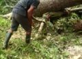 Angin Kencang Tumbangkan Lima Pohon Damar di Pesisir Barat