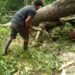 Angin Kencang Tumbangkan Lima Pohon Damar di Pesisir Barat
