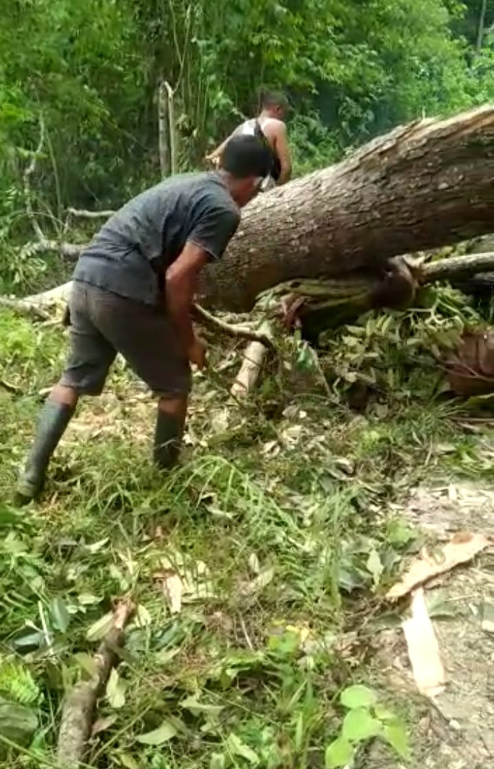Angin Kencang Tumbangkan Lima Pohon Damar di Pesisir Barat