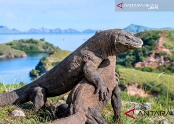 Asosiasi Wisata Sambut Baik Pembatalan Tiket Masuk Komodo Rp3,75 Juta