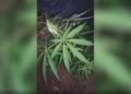 1 Hektare Ladang Ganja Ditemukan di Ladang Kopi