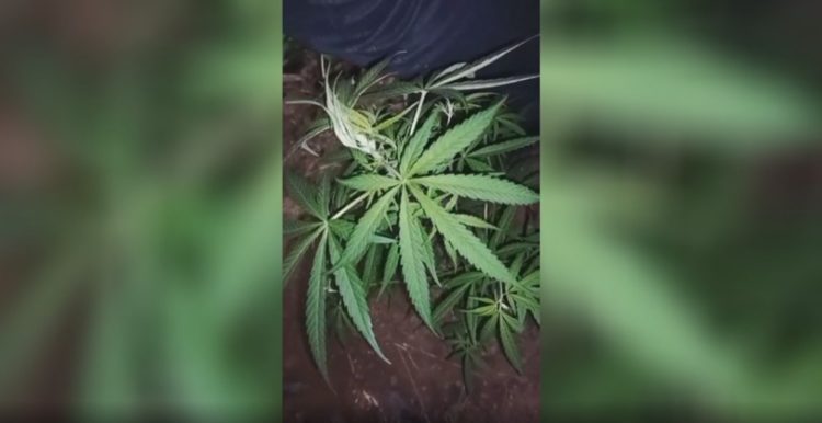 1 Hektare Ladang Ganja Ditemukan di Ladang Kopi