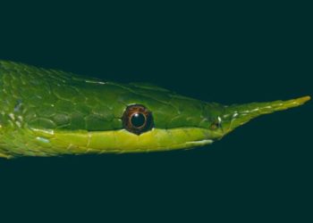 Spesies Baru Ular Badak Teridentifikasi di Tiongkok